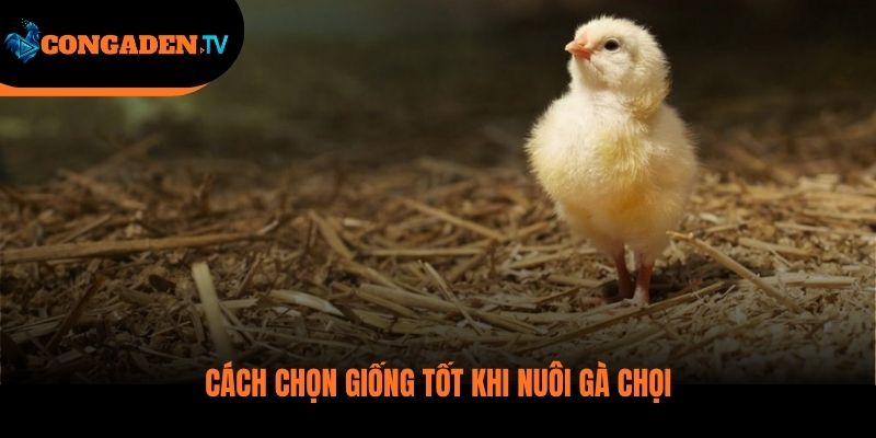 cách nuôi gà đá cựa sắt