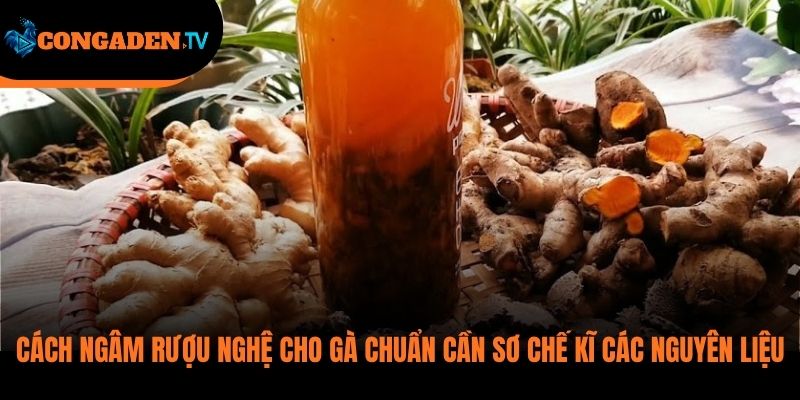 cách ngâm rượu nghệ cho gà