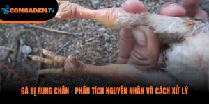 gà bị rung chân