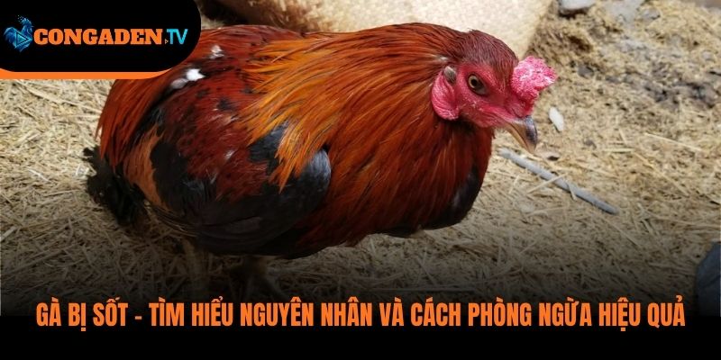 gà bị sốt