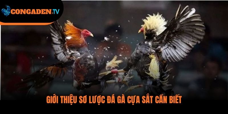 đá gà cựa sắt