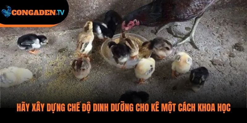 gà bị viêm hậu môn
