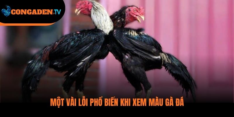 màu mạng gà đá