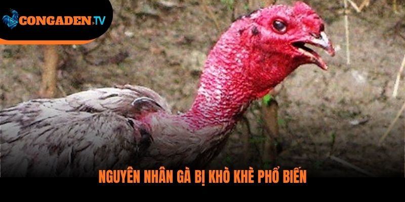 gà bị khò khè
