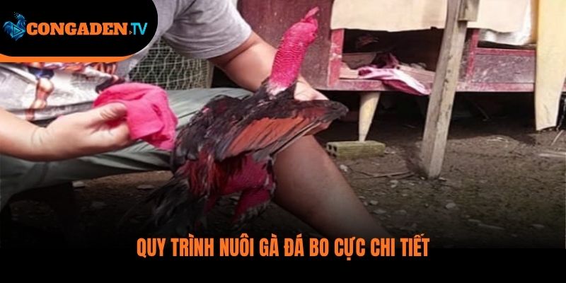 cách nuôi gà đá bo lớn