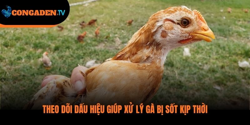 gà bị sốt