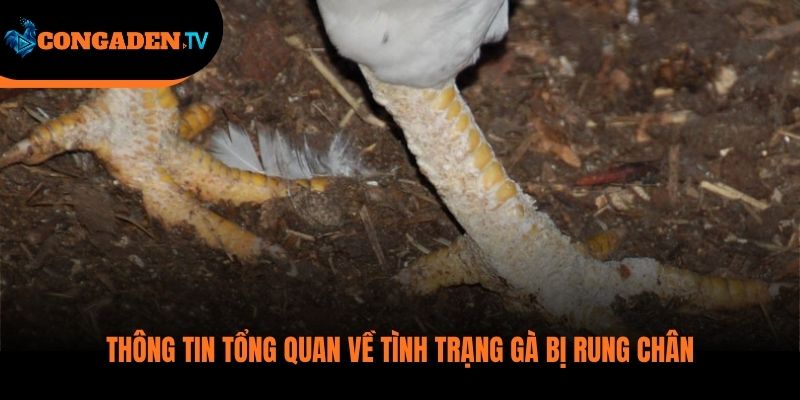 gà bị rung chân
