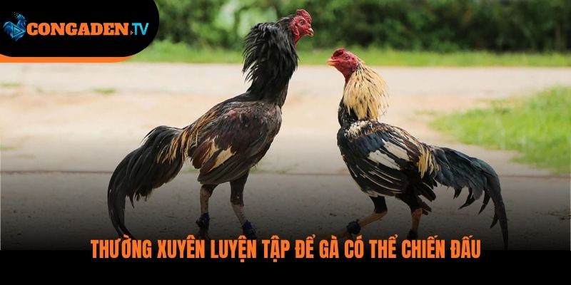 cách nuôi gà đá