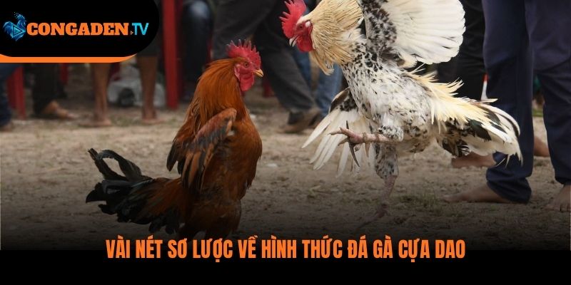 đá gà cựa dao