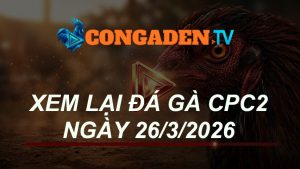XEM LẠI ĐÁ GÀ CPC2 NGÀY 26/3/26