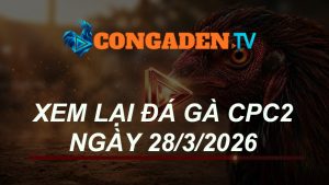 XEM LẠI ĐÁ GÀ CPC2 NGÀY 28/3/26