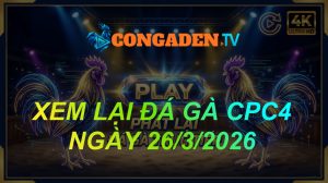 XEM LẠI ĐÁ GÀ CPC4 NGÀY 26/3/26