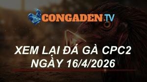 XEM LẠI ĐÁ GÀ CPC2 NGÀY 16/4/26