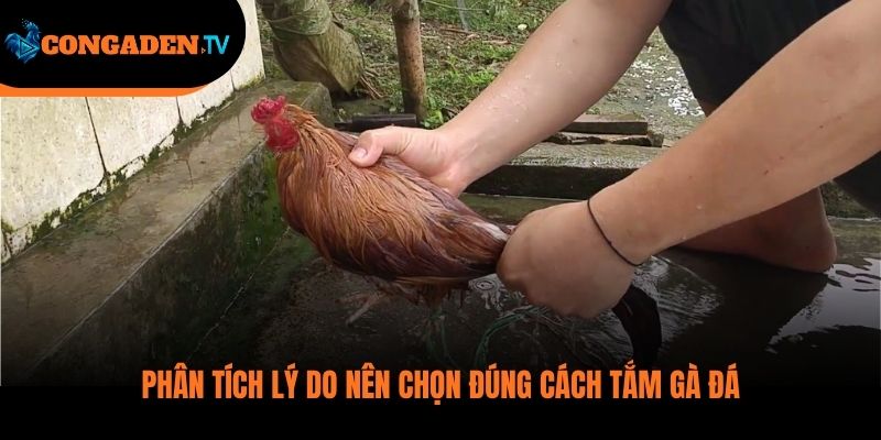 cách tắm gà đá