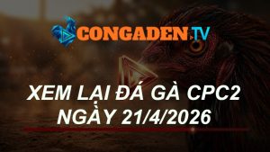 XEM LẠI ĐÁ GÀ CPC2 NGÀY 21/4/26