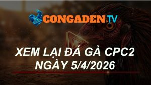 XEM LẠI ĐÁ GÀ CPC2 NGÀY 5/4/26