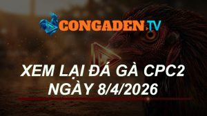 XEM LẠI ĐÁ GÀ CPC2 NGÀY 8/4/26