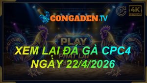 XEM LẠI ĐÁ GÀ CPC4 NGÀY 22/4/26
