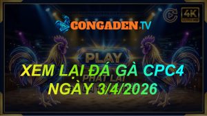 XEM LẠI ĐÁ GÀ CPC4 NGÀY 3/4/26