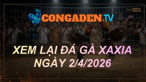 XEM LẠI ĐÁ GÀ XAXIA NGÀY 2/4/26