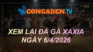 XEM LẠI ĐÁ GÀ XAXIA NGÀY 6/4/26